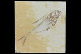 Bargain, Fossil Fish (Diplomystus) - Green River Formation #120371-1